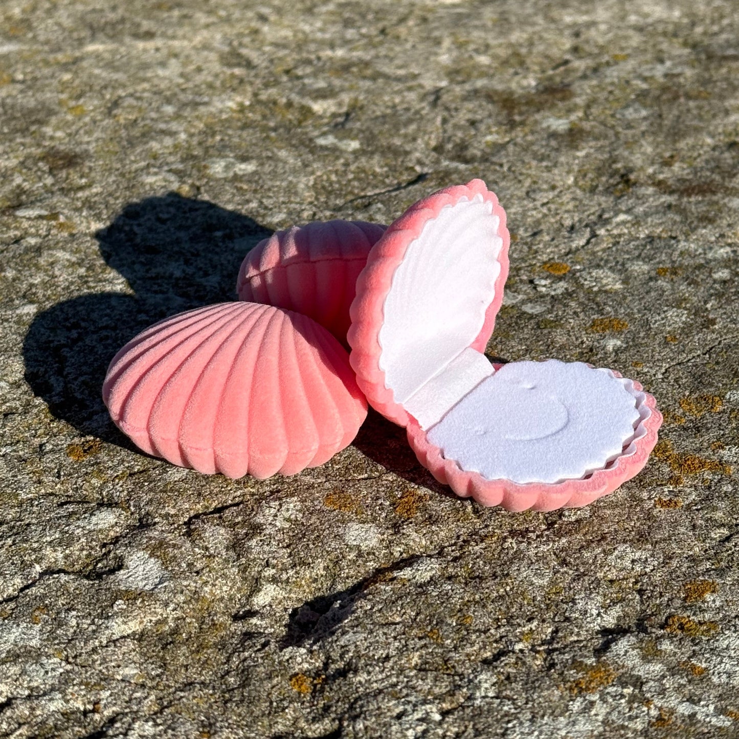 SEASHELL