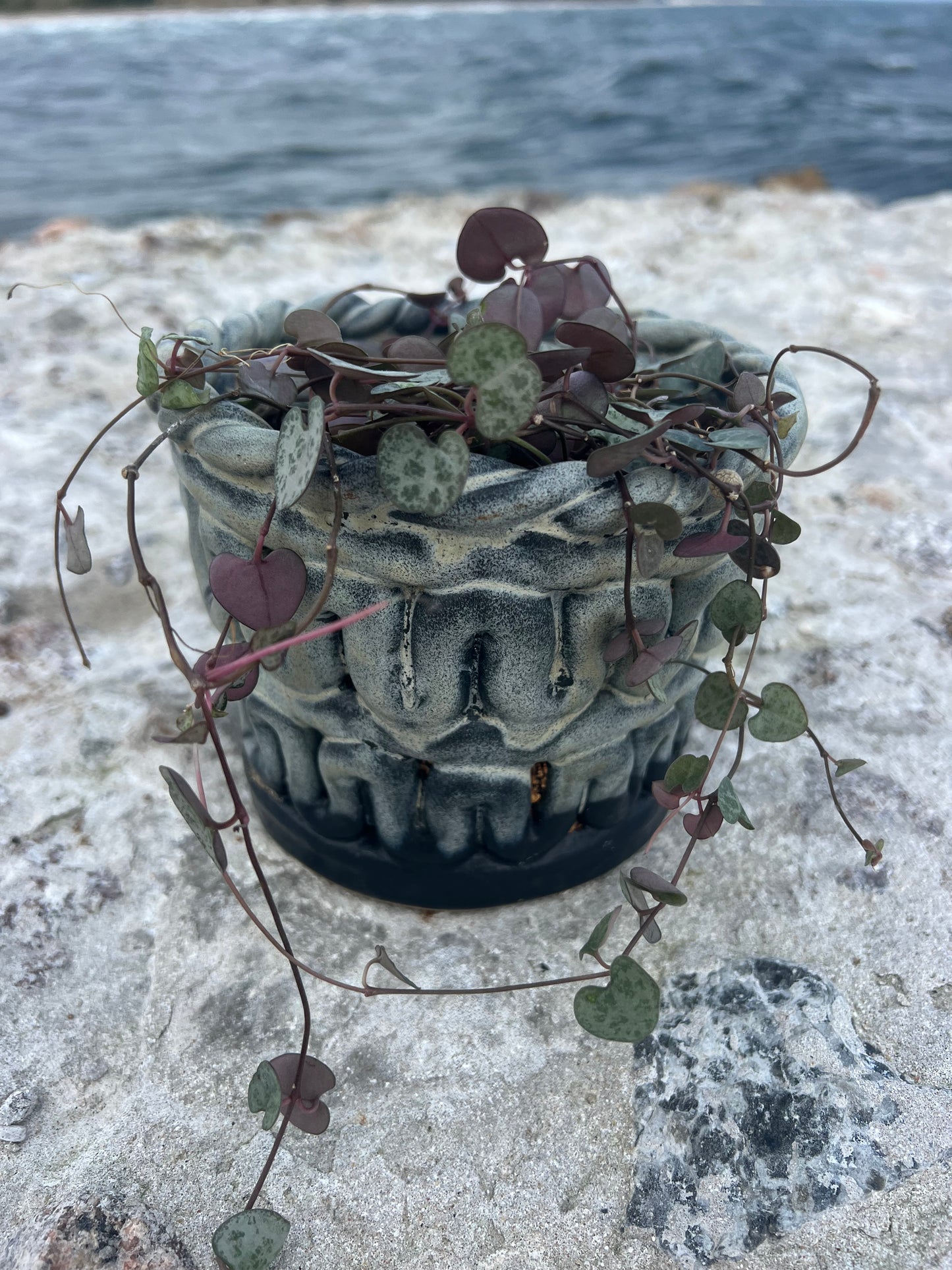 SEAWEED POT no2