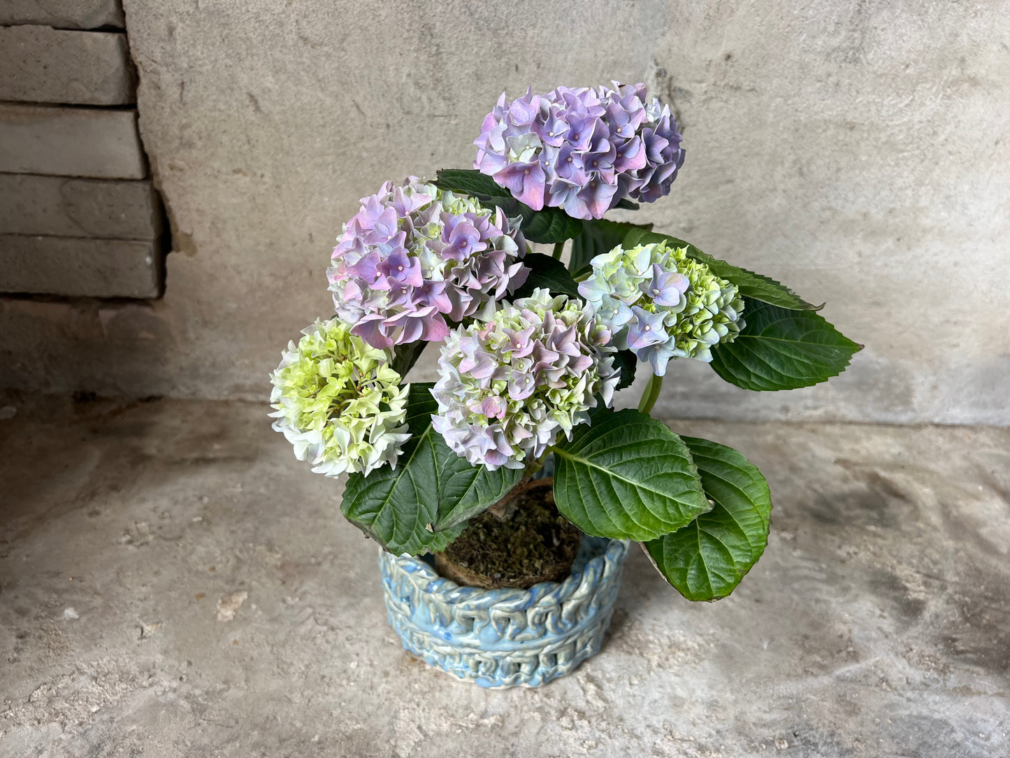 SEAWEED POT no1