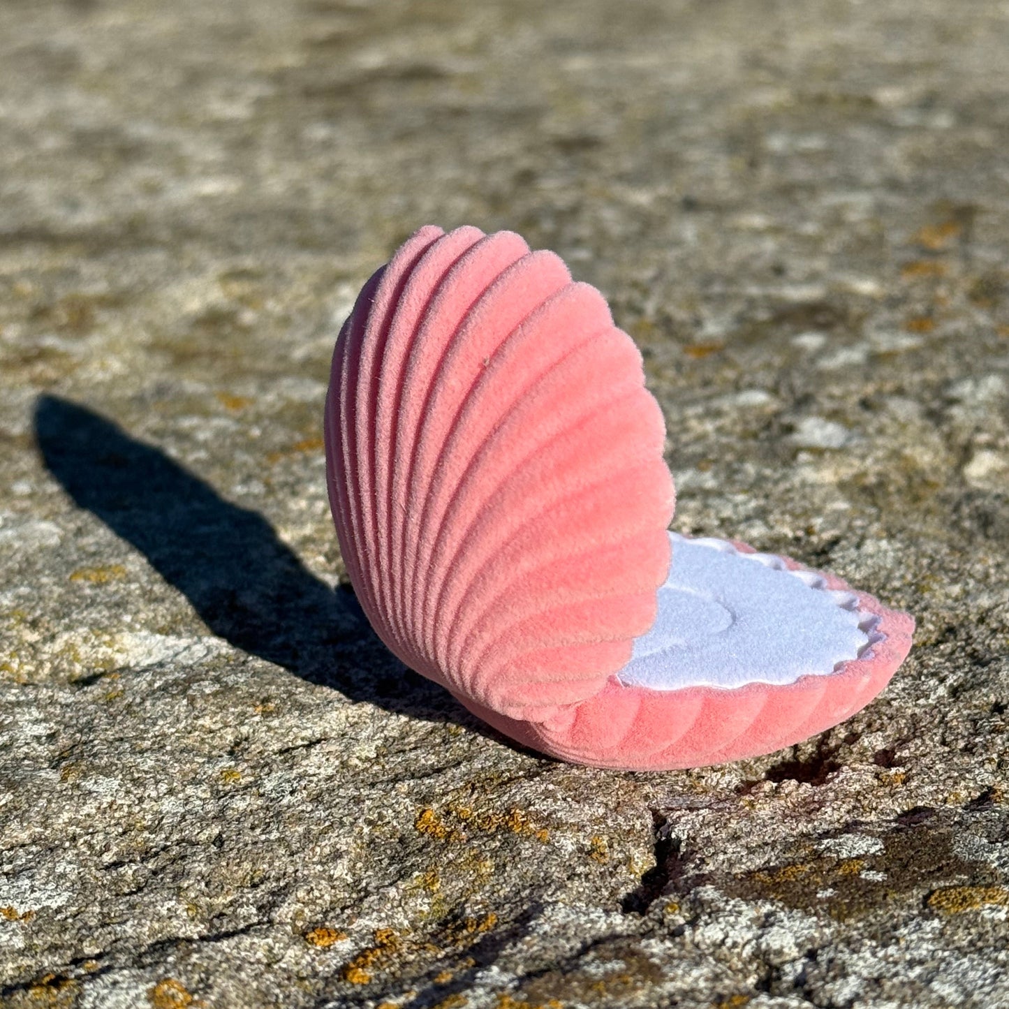 SEASHELL