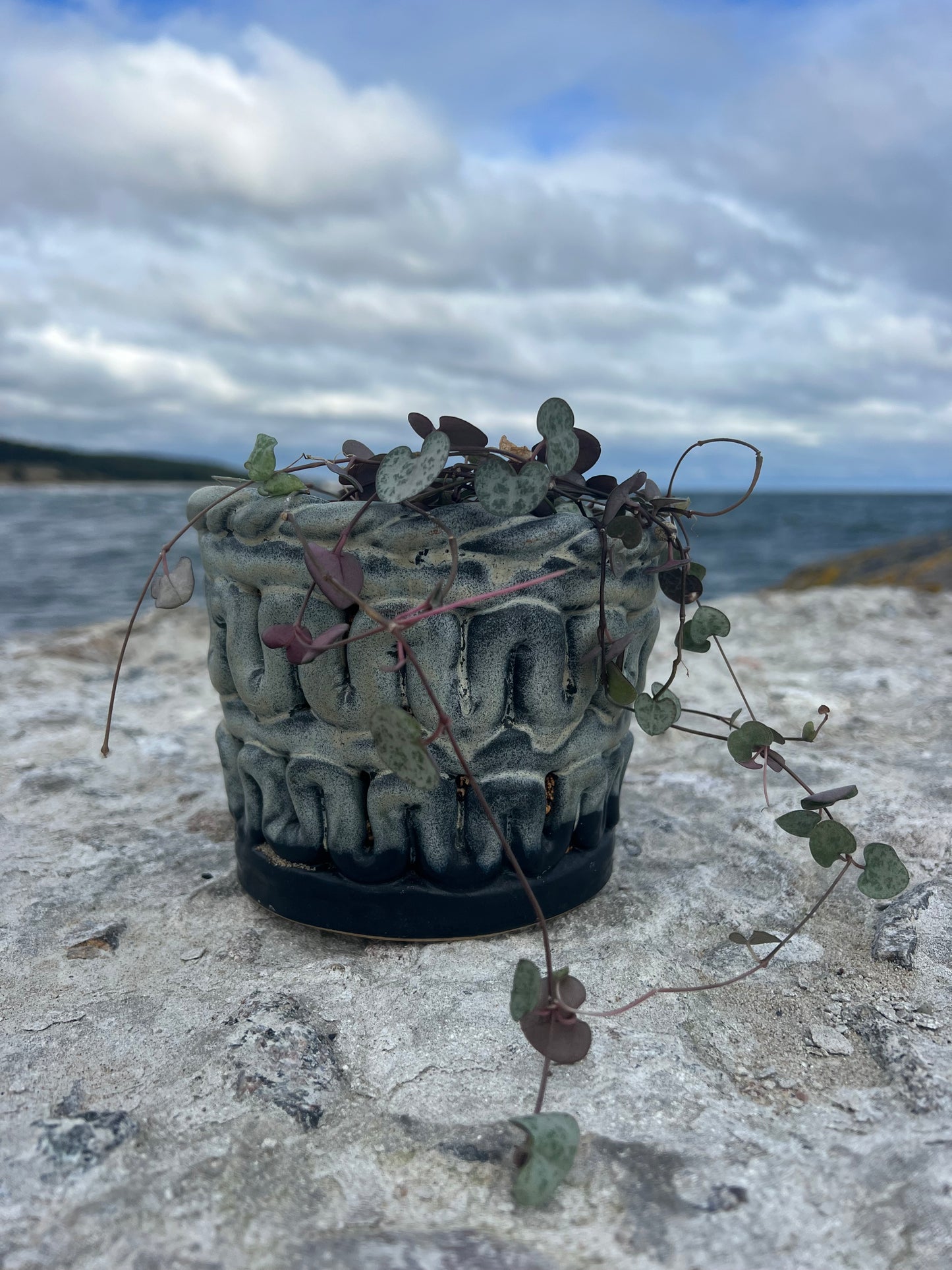 SEAWEED POT no2