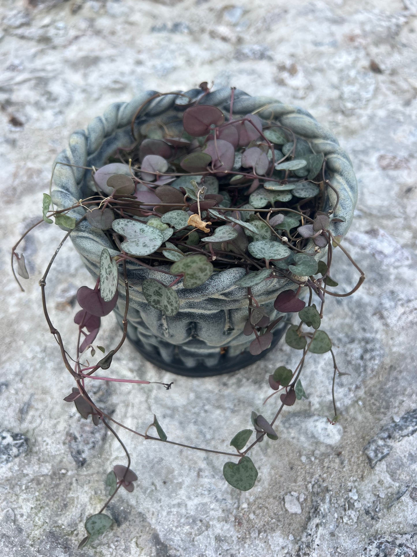SEAWEED POT no2