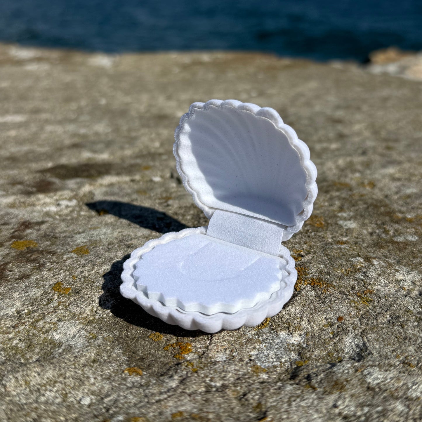 SEASHELL (white)