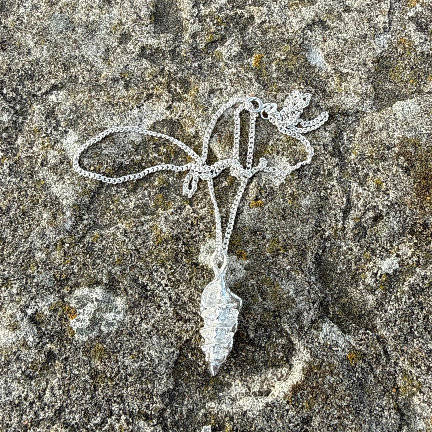 ANCHILLA SEASHELL