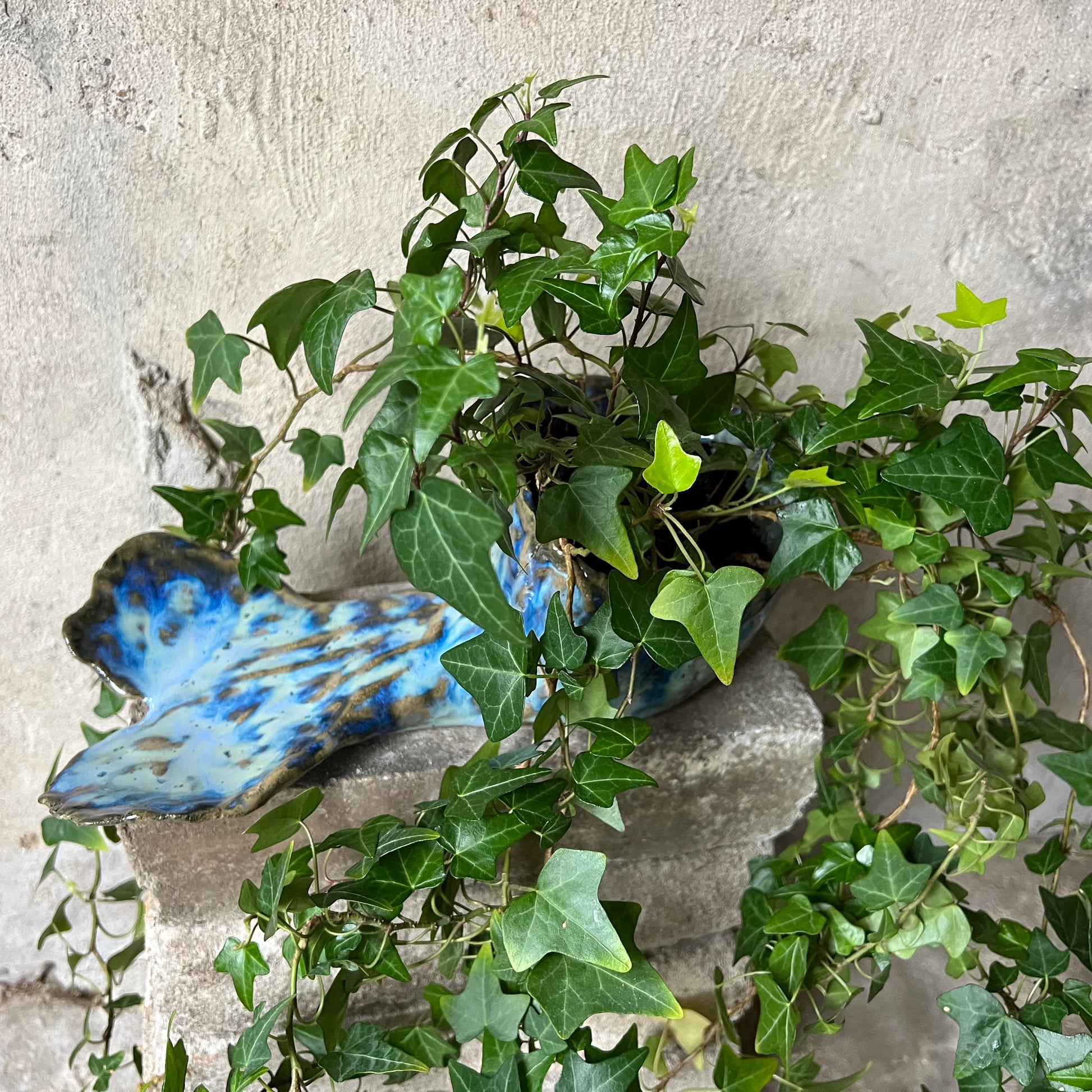 mermaid tail Pot plant with a decorative blue butterfly on a stone wall background