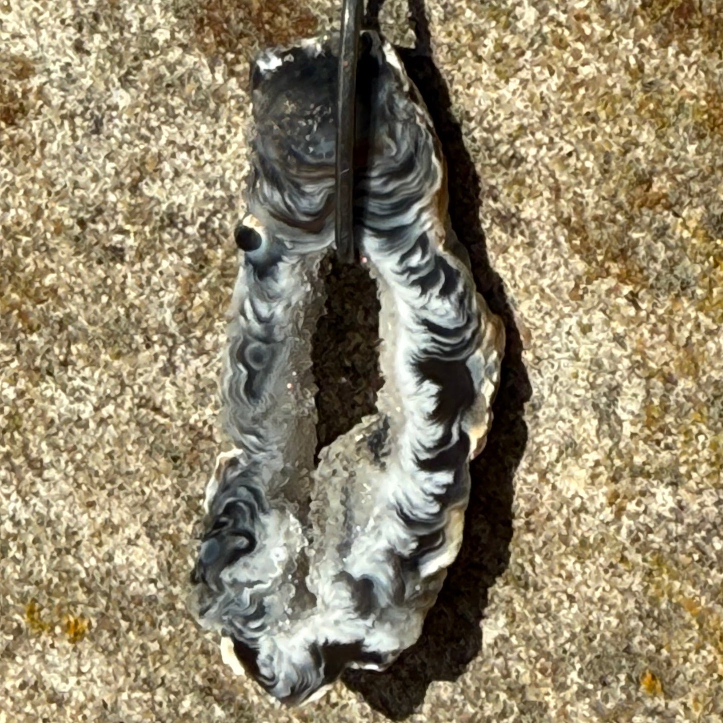 oyster shaped black agate slice