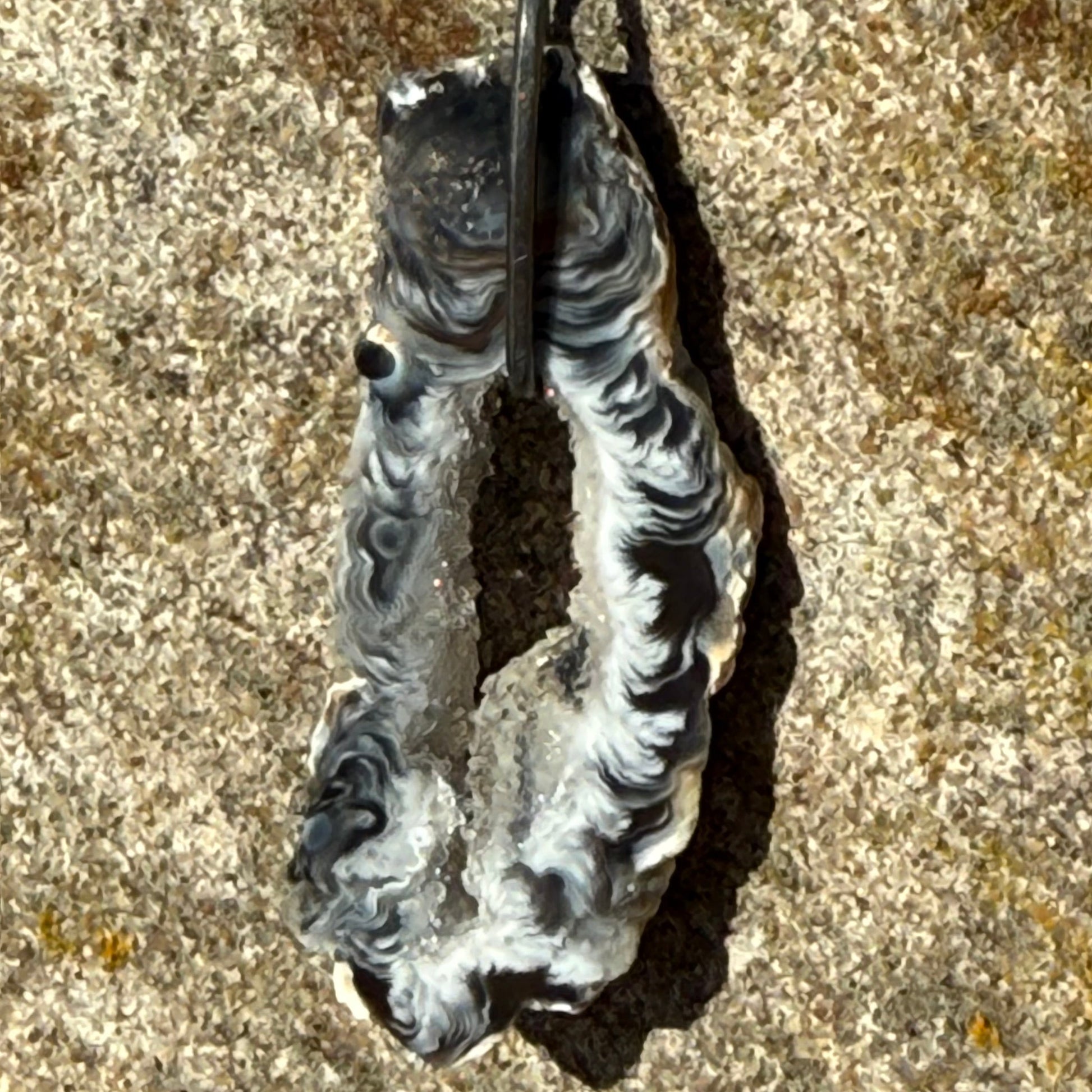 oyster shaped black agate slice