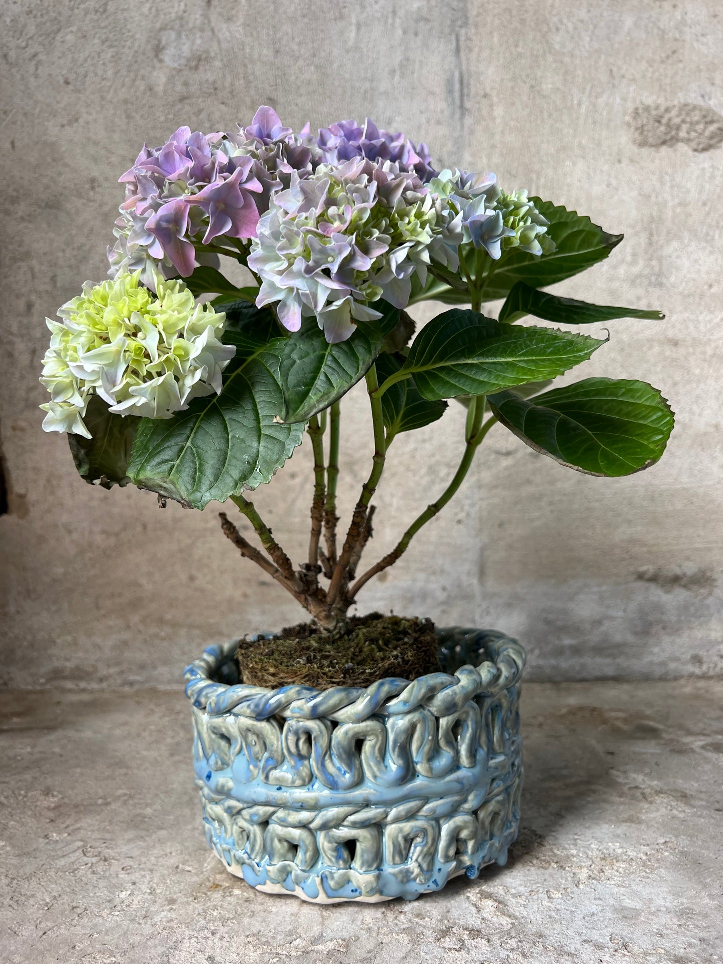 SEAWEED POT no1