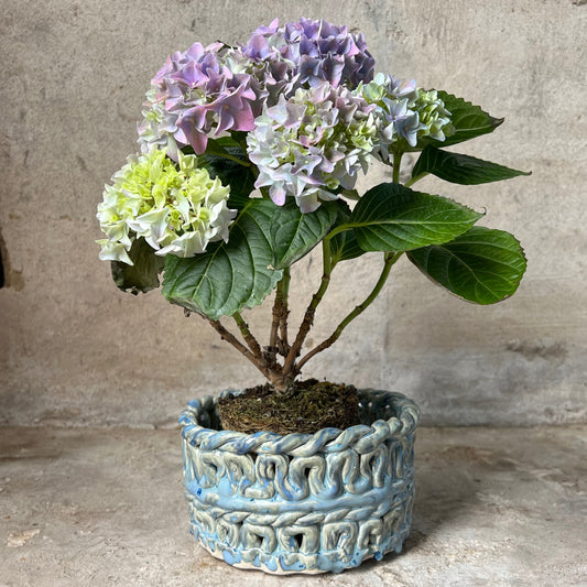 SEAWEED POT no1