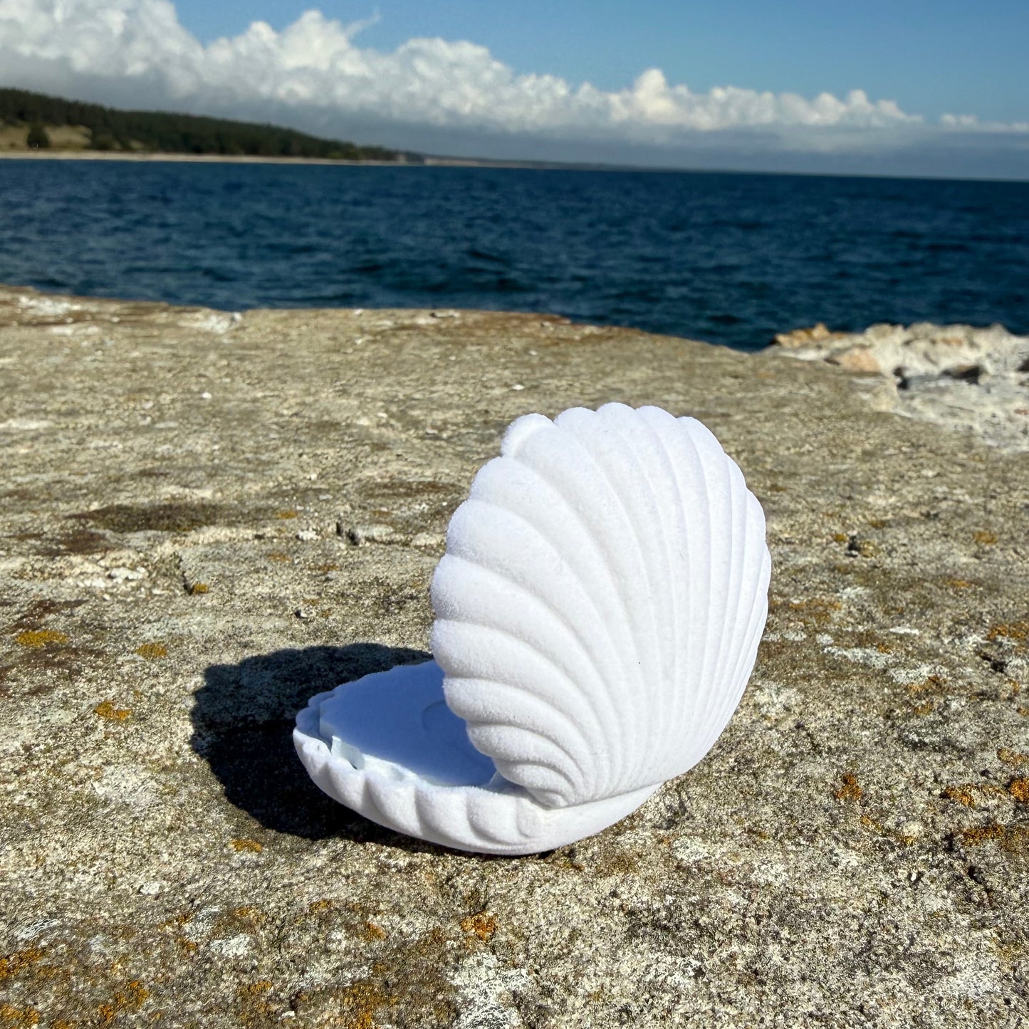 SEASHELL (white)